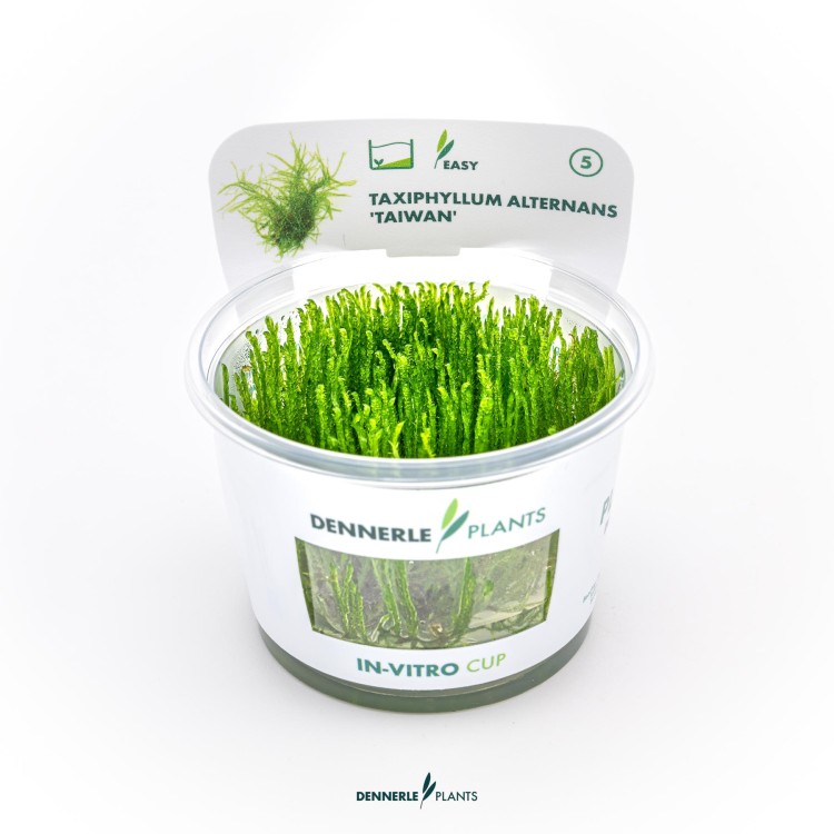 Muschi acvariu Taxiphyllum Alternans Taiwan in vitro Dennerle - imagine 4